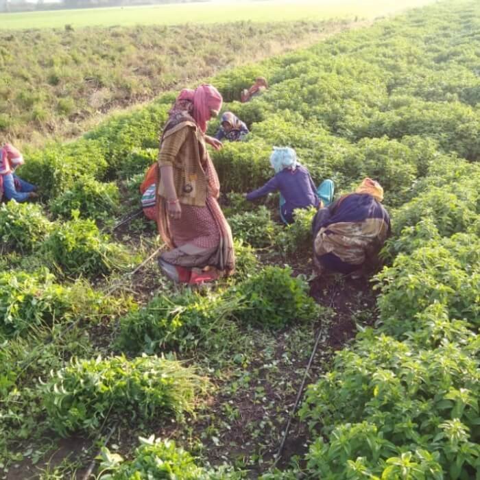 Rural Central India