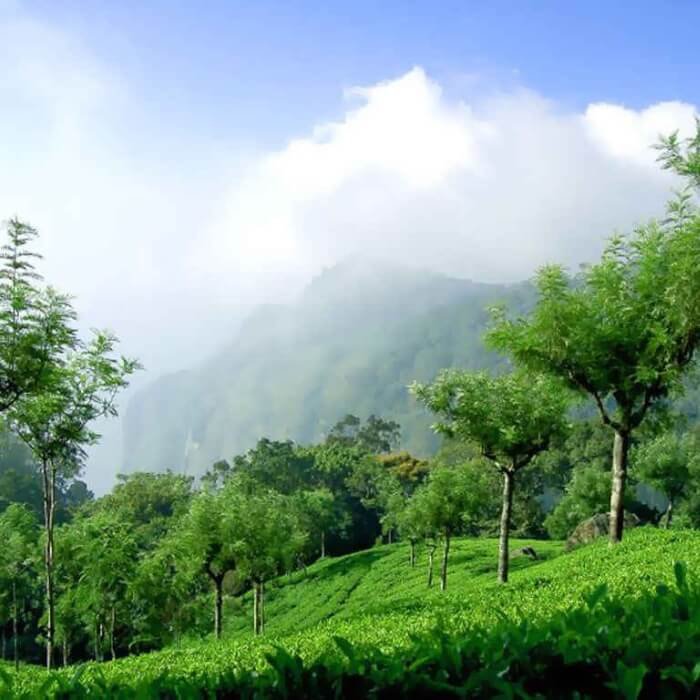 The Neelgiri hill and tea garden