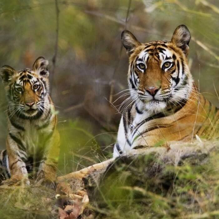 Wildlife In Central India